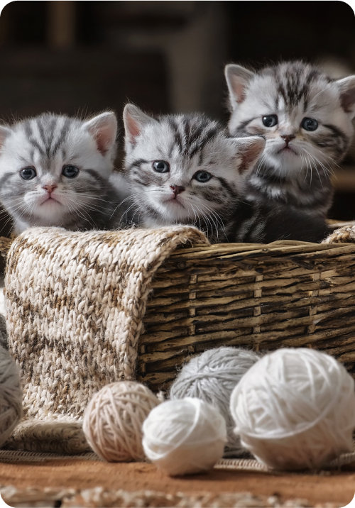 Red Hill Vet Clinic | Veterinary Clinic Pets Enjoy Visiting