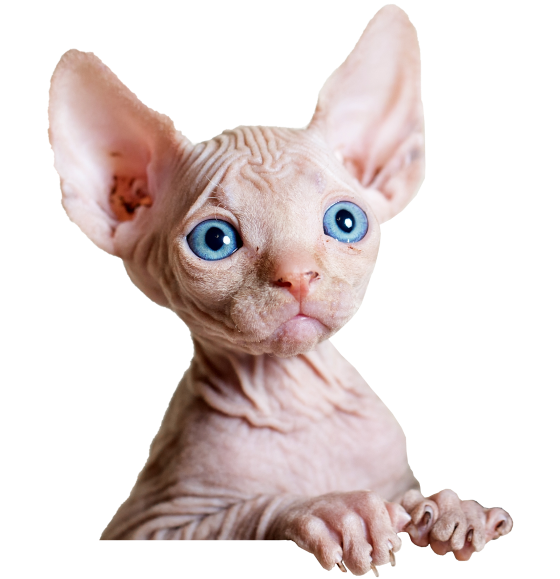 Red Hill Vet Clinic | Veterinary Clinic Pets Enjoy Visiting
