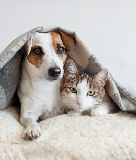 Red Hill Vet Clinic | Veterinary Clinic Pets Enjoy Visiting