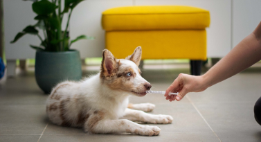 Red Hill Vet Clinic | Veterinary Clinic Pets Enjoy Visiting