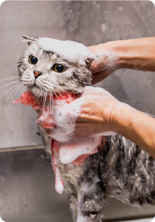 Red Hill Vet Clinic | Veterinary Clinic Pets Enjoy Visiting