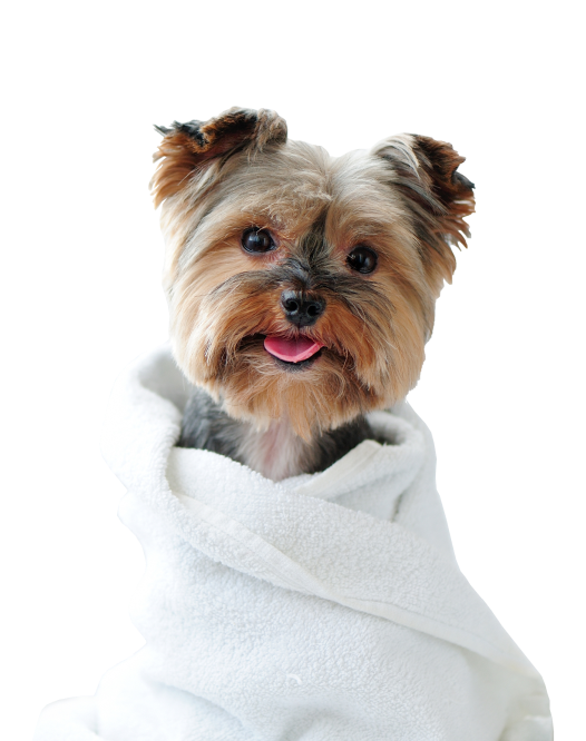 Red Hill Vet Clinic | Veterinary Clinic Pets Enjoy Visiting