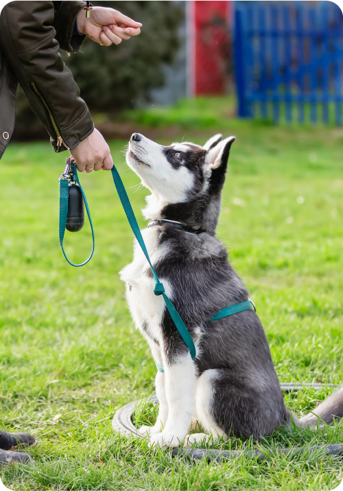 Red Hill Vet Clinic | Veterinary Clinic Pets Enjoy Visiting