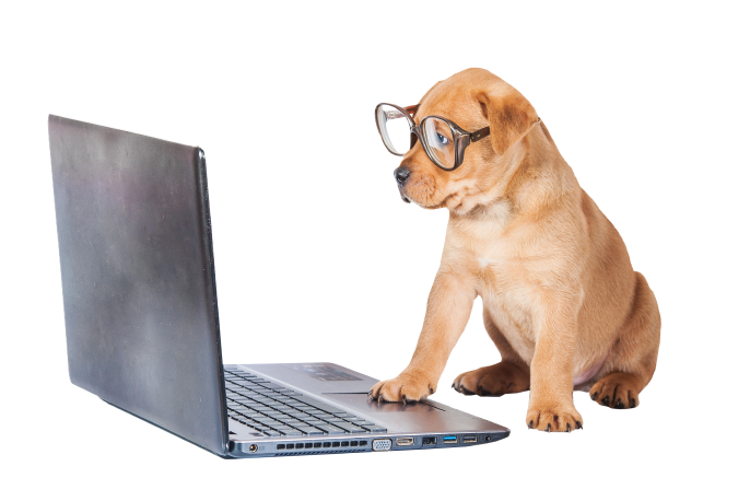 Red Hill Vet Clinic | Veterinary Clinic Pets Enjoy Visiting
