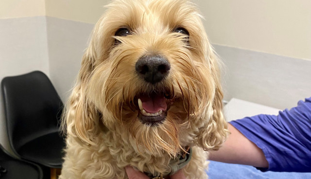 Red Hill Vet Clinic | Veterinary Clinic Pets Enjoy Visiting