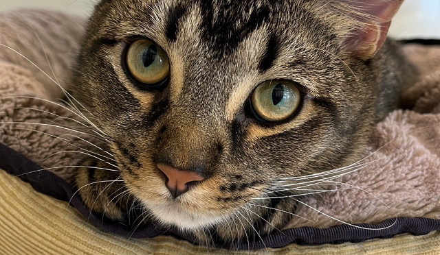 Red Hill Vet Clinic | Veterinary Clinic Pets Enjoy Visiting